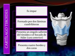 CARTÍLAGOTIROIDES
Es impar
Formado por dos láminas
cuadriláteras
Presenta un ángulo saliente
del tiroides o el bocado de
Adán (cara anterior)
Presenta cuatro bordes y
dos caras
 