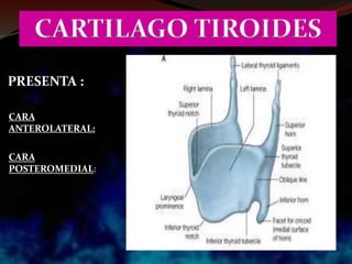 CARTILAGO TIROIDES
CARA
ANTEROLATERAL:
CARA
POSTEROMEDIAL:
PRESENTA :
 