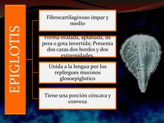 EPIGLOTIS Fibrocartilaginoso impar y
medio
Forma ovalada, aplanada, de
pera o gota invertida; Presenta
dos caras dos bordes y dos
extremidades.
Unida a la lengua por los
repliegues mucosos
glosoepiglotico
Tiene una porción cóncava y
convexa
 
