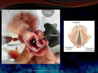 ANATOMIA HUMANA ESTOMATOLOGIA 2015
 