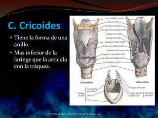 C. Cricoides
 Tiene la forma de una
anillo.
 Mas inferior de la
laringe que la articula
con la tráquea.
ANATOMIA HUMANA ESTOMATOLOGIA 2015
 