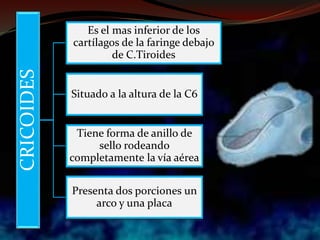 CRICOIDES Es el mas inferior de los
cartílagos de la faringe debajo
de C.Tiroides
Situado a la altura de la C6
Tiene forma de anillo de
sello rodeando
completamente la vía aérea
Presenta dos porciones un
arco y una placa
 