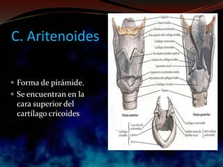 C. Aritenoides
 Forma de pirámide.
 Se encuentran en la
cara superior del
cartílago cricoides
 