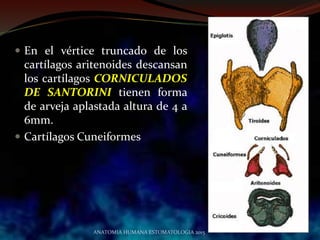  En el vértice truncado de los
cartílagos aritenoides descansan
los cartílagos CORNICULADOS
DE SANTORINI tienen forma
de arveja aplastada altura de 4 a
6mm.
 Cartílagos Cuneiformes
ANATOMIA HUMANA ESTOMATOLOGIA 2015
 