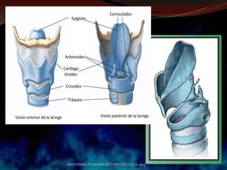 ANATOMIA HUMANA ESTOMATOLOGIA 2015
 