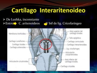 Cartílago Interaritenoideo
 De Lushka, inconstante
Entre C. aritenoideos V bif de lig. Cricofaríngeo
 