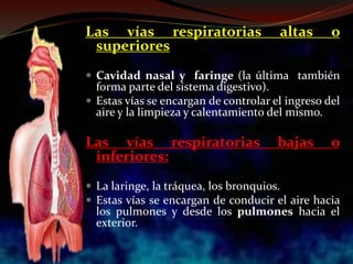 Las vías respiratorias altas o
superiores
 Cavidad nasal y faringe (la última también
forma parte del sistema digestivo).
 Estas vías se encargan de controlar el ingreso del
aire y la limpieza y calentamiento del mismo.
Las vías respiratorias bajas o
inferiores:
 La laringe, la tráquea, los bronquios.
 Estas vías se encargan de conducir el aire hacia
los pulmones y desde los pulmones hacia el
exterior.
 