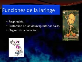 Funciones de la laringe
 Respiración.
 Protección de las vías respiratorias bajas.
 Órgano de la Fonación.
 