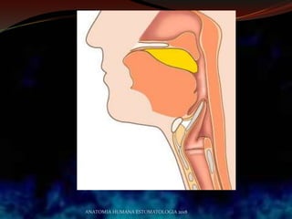 ANATOMIA HUMANA ESTOMATOLOGIA 2018
 