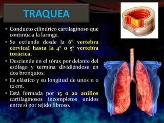 TRAQUEA
 Conducto cilíndrico cartilaginoso que
continúa a la laringe.
 Se extiende desde la 6° vertebra
cervical hasta la 4° o 5° vertebra
torácica.
 Desciende en el tórax por delante del
esófago y termina dividiéndose en
dos bronquios.
 Es elástico y su longitud de unos 11 o
12 cm.
 Está formada por 15 o 20 anillos
cartilaginosos incompletos unidos
entre sí por tejido fibroso.
 