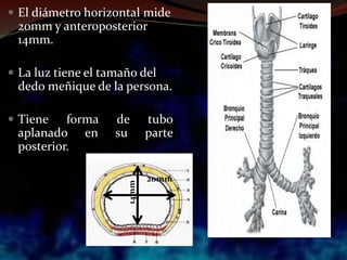  El diámetro horizontal mide
20mm y anteroposterior
14mm.
 La luz tiene el tamaño del
dedo meñique de la persona.
 Tiene forma de tubo
aplanado en su parte
posterior.
20mm
14mm
 