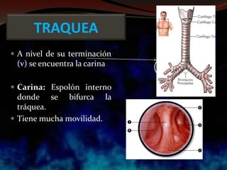  A nivel de su terminación
(v) se encuentra la carina
 Carina: Espolón interno
donde se bifurca la
tráquea.
 Tiene mucha movilidad.
TRAQUEA
 