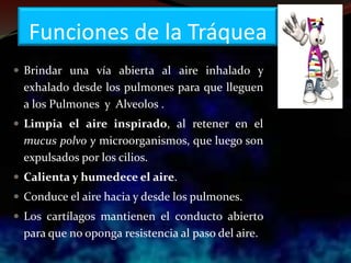 Funciones de la Tráquea
 Brindar una vía abierta al aire inhalado y
exhalado desde los pulmones para que lleguen
a los Pulmones y Alveolos .
 Limpia el aire inspirado, al retener en el
mucus polvo y microorganismos, que luego son
expulsados por los cilios.
 Calienta y humedece el aire.
 Conduce el aire hacia y desde los pulmones.
 Los cartílagos mantienen el conducto abierto
para que no oponga resistencia al paso del aire.
 