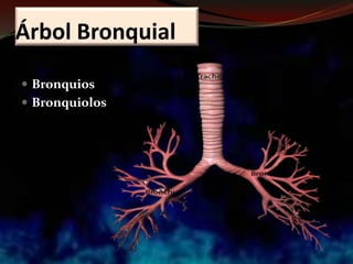 Árbol Bronquial
 Bronquios
 Bronquiolos
 