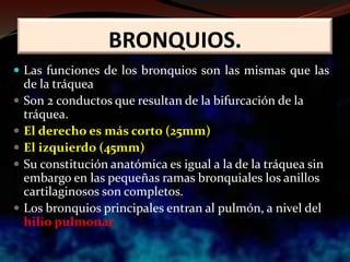 BRONQUIOS.
 Las funciones de los bronquios son las mismas que las
de la tráquea
 Son 2 conductos que resultan de la bifurcación de la
tráquea.
 El derecho es más corto (25mm)
 El izquierdo (45mm)
 Su constitución anatómica es igual a la de la tráquea sin
embargo en las pequeñas ramas bronquiales los anillos
cartilaginosos son completos.
 Los bronquios principales entran al pulmón, a nivel del
hilio pulmonar
 