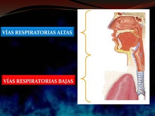 VÍAS RESPIRATORIAS ALTAS
VÍAS RESPIRATORIAS BAJAS
 