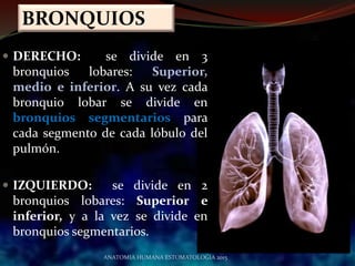  DERECHO: se divide en 3
bronquios lobares: Superior,
medio e inferior. A su vez cada
bronquio lobar se divide en
bronquios segmentarios para
cada segmento de cada lóbulo del
pulmón.
 IZQUIERDO: se divide en 2
bronquios lobares: Superior e
inferior, y a la vez se divide en
bronquios segmentarios.
BRONQUIOS
ANATOMIA HUMANA ESTOMATOLOGIA 2015
 