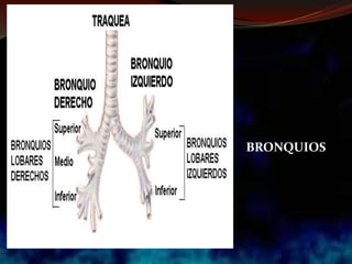 BRONQUIOS
 
