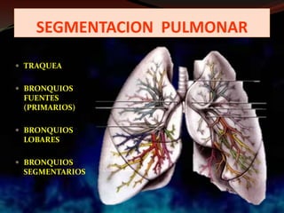 SEGMENTACION PULMONAR
 TRAQUEA
 BRONQUIOS
FUENTES
(PRIMARIOS)
 BRONQUIOS
LOBARES
 BRONQUIOS
SEGMENTARIOS
 