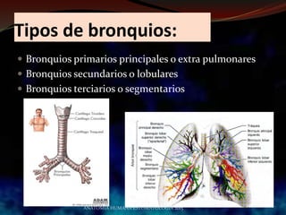 Tipos de bronquios:
 Bronquios primarios principales o extra pulmonares
 Bronquios secundarios o lobulares
 Bronquios terciarios o segmentarios
ANATOMIA HUMANA ESTOMATOLOGIA 2015
 