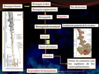 Bronquio fuente
Bronquio segmentario
Por dicotomía
Bronquiolo Pequeños
Bronquiolo terminal
Unidad más pequeña de la vía aérea
Acinos
Sacos alveolares
3
Alveolos
Están en contacto con
los capilares de los
vasos pulmonares
Se produce la hematosis
Bronquio Lobar
ANATOMIA HUMANA ESTOMATOLOGIA 2015
 