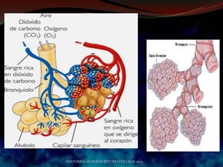 ANATOMIA HUMANA ESTOMATOLOGIA 2015
 