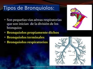 Tipos de Bronquiolos:
 Son pequeñas vías aéreas respiratorias
que son inician de la división de los
bronquios
 Bronquiolos propiamente dichos
 Bronquiolos terminales
 Bronquiolos respiratorios
ANATOMIA HUMANA ESTOMATOLOGIA 2015
 
