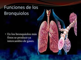 Funciones de los
Bronquiolos
 En los bronquiolos más
finos se produce ya
intercambio de gases.
 