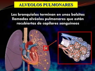 ALVEOLOS PULMONARES
Los bronquiolos terminan en unas bolsitas
llamadas alvéolos pulmonares que están
recubiertas de capilares sanguíneos
 