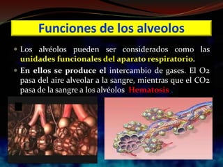 Funciones de los alveolos
 Los alvéolos pueden ser considerados como las
unidades funcionales del aparato respiratorio.
 En ellos se produce el intercambio de gases. El O2
pasa del aire alveolar a la sangre, mientras que el CO2
pasa de la sangre a los alvéolos Hematosis .
 