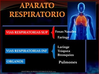 VIAS RESPIRATORIAS SUP Fosas Nasales
VIAS RESPIRATORIAS INF
Laringe
Tráquea
Bronquios
Faringe
PulmonesORGANOS
ANATOMIA HUMANA ESTOMATOLOGIA 2015
 