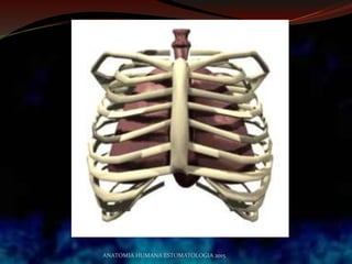 ANATOMIA HUMANA ESTOMATOLOGIA 2015
 