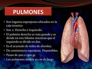 PULMONES
 Son órganos esponjosos ubicados en la
caja toraxica
 Son 2: Derecho e Izquierdo.
 El pulmón derecho es más grande y se
divide en tres lóbulos mientras que el
izquierdo se divide en dos.
 Es el acumulo de miles de alveolos.
 De consistencia esponjosa. Depresibles.
 Pesan de 900 a 1300 gr.
 Los pulmones miden 30 cm de largo
 