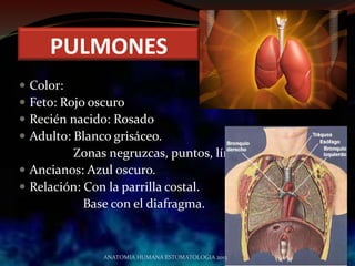  Color:
 Feto: Rojo oscuro
 Recién nacido: Rosado
 Adulto: Blanco grisáceo.
Zonas negruzcas, puntos, líneas.
 Ancianos: Azul oscuro.
 Relación: Con la parrilla costal.
Base con el diafragma.
ANATOMIA HUMANA ESTOMATOLOGIA 2015
PULMONES
 