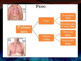 ANATOMIA HUMANA ESTOMATOLOGIA 2015
 