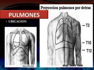  UBICACION
ANATOMIA HUMANA ESTOMATOLOGIA 2015
PULMONES
 