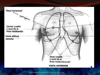 ANATOMIA HUMANA ESTOMATOLOGIA 2015
 