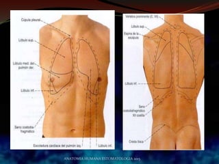ANATOMIA HUMANA ESTOMATOLOGIA 2015
 