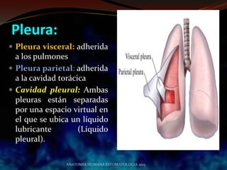 Pleura:
 Pleura visceral: adherida
a los pulmones
 Pleura parietal: adherida
a la cavidad torácica
 Cavidad pleural: Ambas
pleuras están separadas
por una espacio virtual en
el que se ubica un líquido
lubricante (Líquido
pleural).
ANATOMIA HUMANA ESTOMATOLOGIA 2015
 