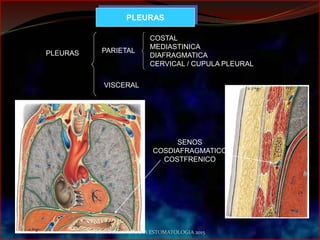 PLEURAS PARIETAL
VISCERAL
COSTAL
MEDIASTINICA
DIAFRAGMATICA
CERVICAL / CUPULA PLEURAL
PLEURAS
SENOS
COSDIAFRAGMATICO
COSTFRENICO
ANATOMIA HUMANA ESTOMATOLOGIA 2015
 