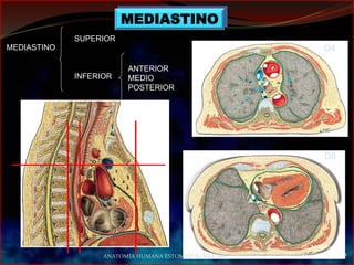MEDIASTINO
MEDIASTINO
SUPERIOR
INFERIOR
ANTERIOR
MEDIO
POSTERIOR
D4
Dr M Monzo
mmonzo@ub.edu
D8
ANATOMIA HUMANA ESTOMATOLOGIA 2015
 