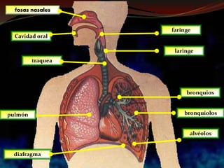 fosas nasales
laringe
faringe
traquea
bronquios
Cavidad oral
pulmón
diafragma
bronquiolos
alvéolos
 