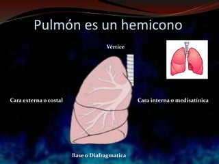 Pulmón es un hemicono
Vértice
Cara interna o medisatínicaCara externa o costal
Base o Diafragmatica
 