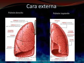 Cara externa
Pulmón derecho Pulmón izquierdo
ANATOMIA HUMANA ESTOMATOLOGIA 2015
 