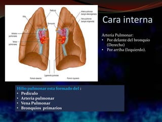 Cara interna
Arteria Pulmonar:
• Por delante del bronquio
(Derecho)
• Por arriba (Izquierdo).
HILIO:
Hilio pulmonar esta formado del :
• Pediculo
• Arteria pulmonar
• Vena Pulmonar
• Bronquios primarios
 