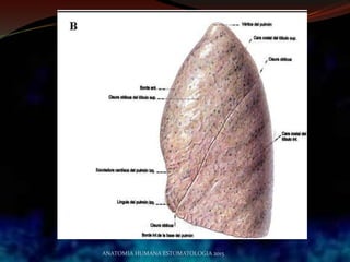 ANATOMIA HUMANA ESTOMATOLOGIA 2015
 