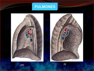 PULMONES
PD PI
 