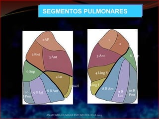 SEGMENTOS PULMONARES
1 AP
2Post
3 Ant
4 lat
5med
6 Sup
8 B Ant9 B lat10
B Post
1
2
Ap Post
3 Ant
4 Ling S
5 Ling I
6 Sup
8 B Ant
9 B
Lat
10 B
Post
ANATOMIA HUMANA ESTOMATOLOGIA 2015
 