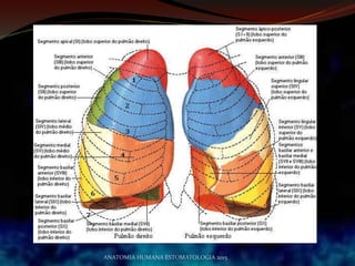 ANATOMIA HUMANA ESTOMATOLOGIA 2015
 