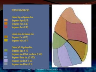 ANATOMIA HUMANA ESTOMATOLOGIA 2015
 